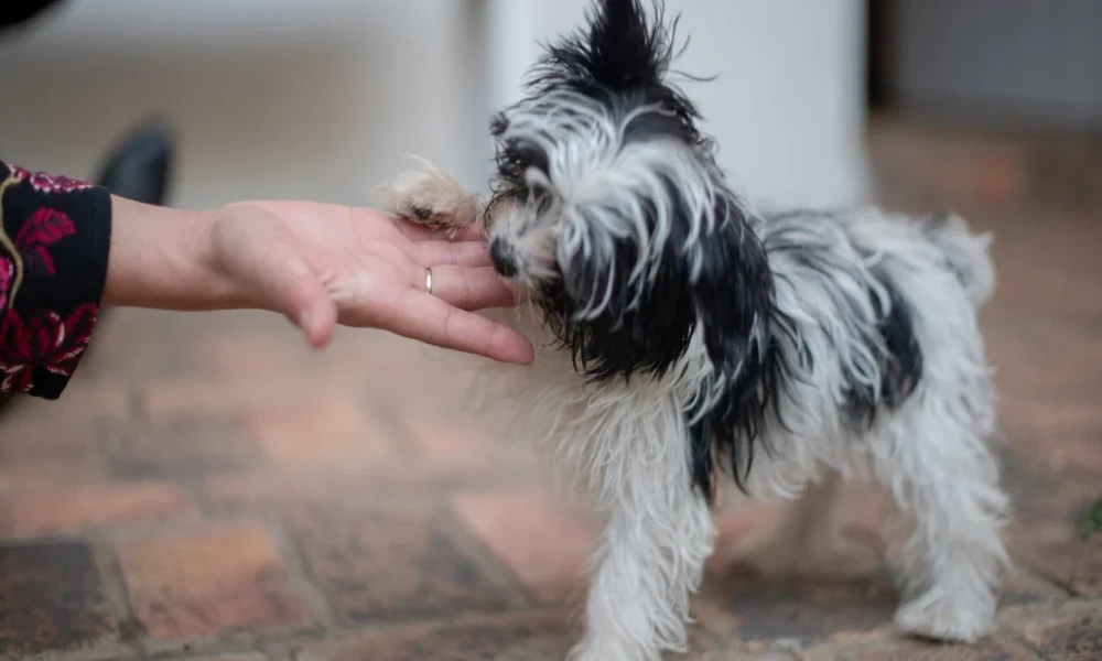 5 Reasons Animal Hospitals Are Vital To Responsible Pet Ownership