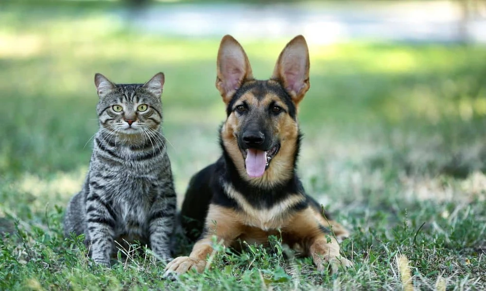 How Animal Hospitals Balance Advanced Technology With Hands On Patient Care